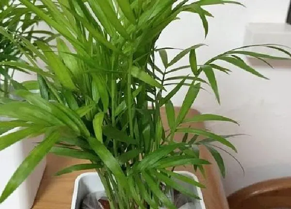 植物移栽|袖珍椰子怎么分株方法