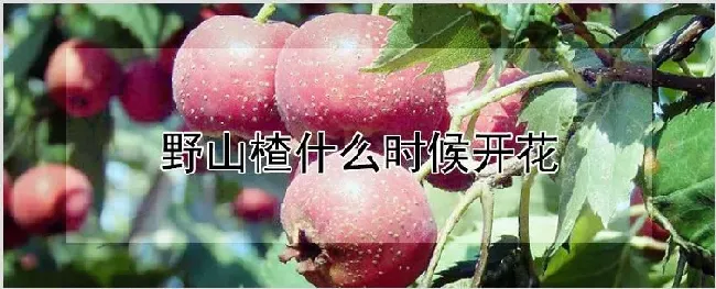 野山楂什么时候开花 | 农业科普