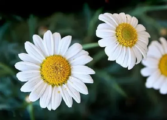 颜色花|雏菊有几种颜色