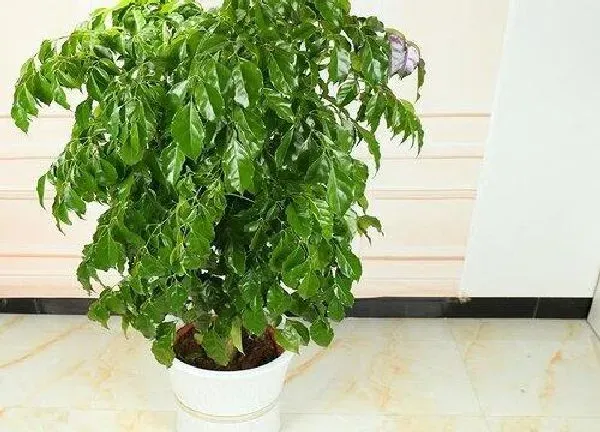 植物浇水|富贵树水浇多了怎么办