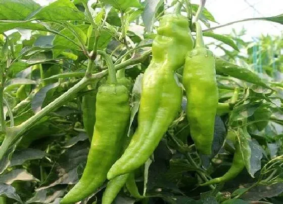 植物施肥|种辣椒用什么肥料最好