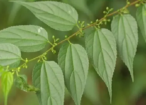 植物产地|湖北盛产什么农作物