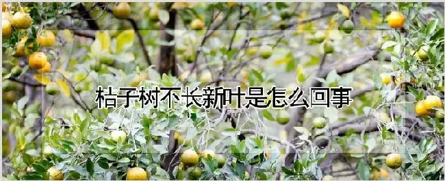 桔子树不长新叶是怎么回事 | 农业技术