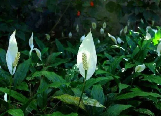 花朵诊疗|白掌促花方法与技术要领