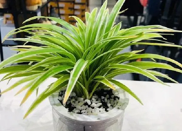 植物浇水|吊兰几天浇一次水最好 一次浇多少为宜