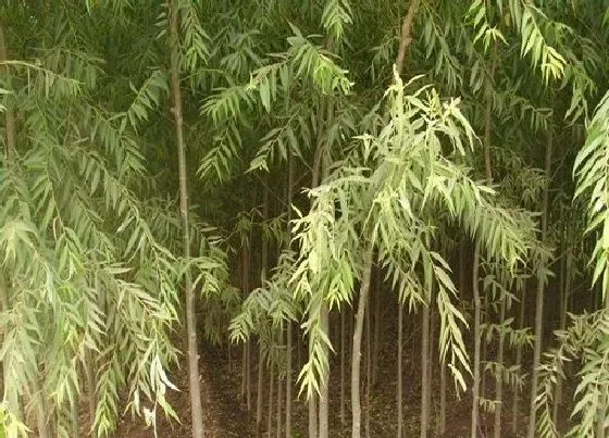 植物百科|柳树一年能长多高