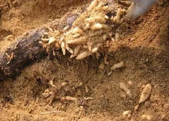 植物百科|天麻生长在什么地方