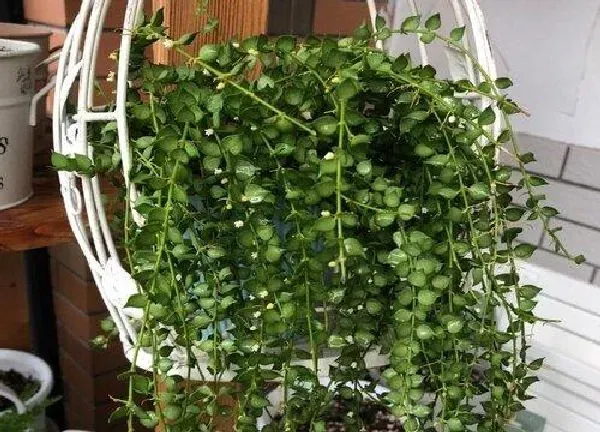 植物生根|翡翠球扦插多久生根 生根快的扦插方法