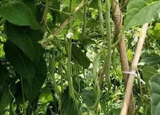种植方法|泰国架豆王种植时间和方法