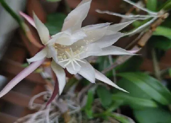 养殖科普|昙花为什么不能送人 昙花为什么不能养在家里