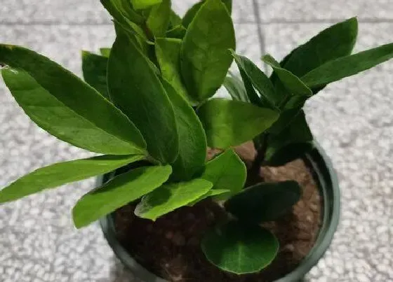 摆放常识|钱串子适合在室内养吗