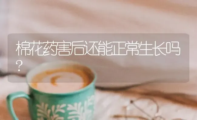 棉花药害后还能正常生长吗? | 粮油作物种植
