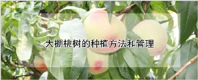 大棚桃树的种植方法和管理 | 农业技术