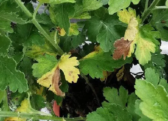 植物病害|菊花炭疽病的发病原因及治疗方法