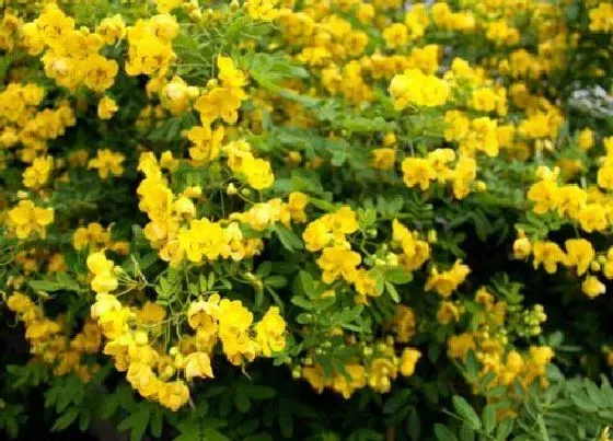 植物百科|槐树生长在什么地方