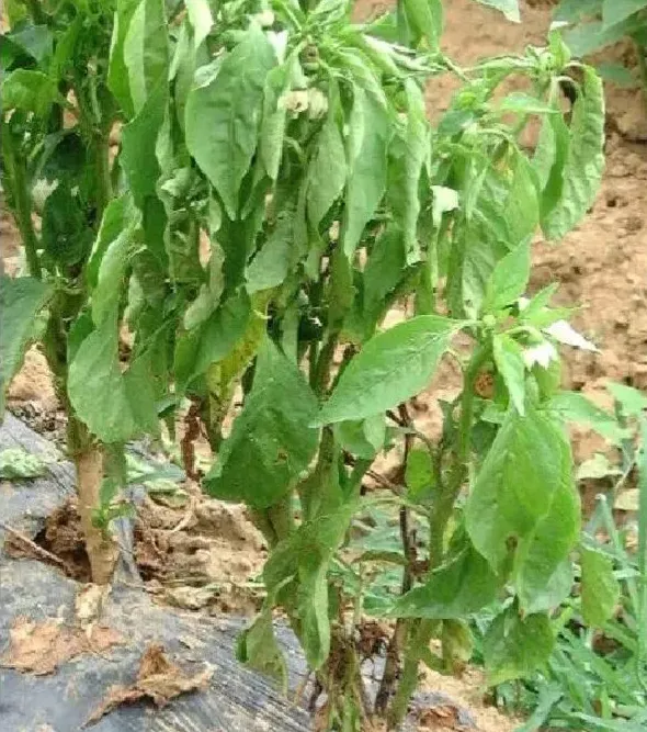植物病害|辣椒疫病是什么引起的（辣椒疫病原因、危害症状及防治）