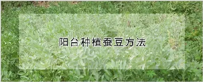 阳台种植蚕豆方法 | 自然知识