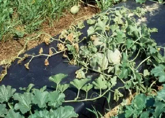 植物百科|香瓜长在树上还是地上 长什么样子