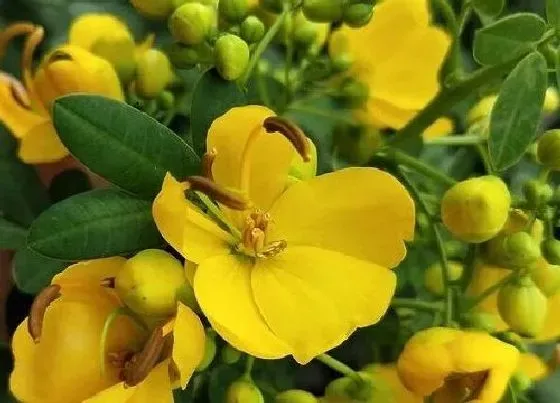 不开花|黄金梅不开花是什么原因