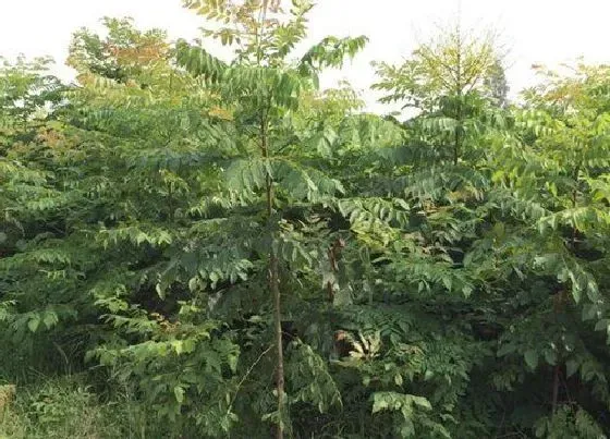 植物百科|大树是什么植物