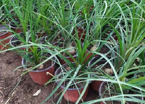 植物百科|酒瓶兰开花吗 开花长的什么样子