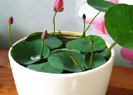 种植方法|碗莲无土栽培方法 无土栽培技术及注意事项