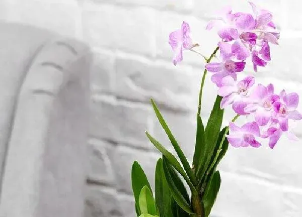 植物浇水|石斛兰浇水的正确方法