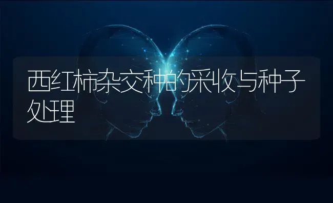 西红柿杂交种的采收与种子处理 | 蔬菜种植