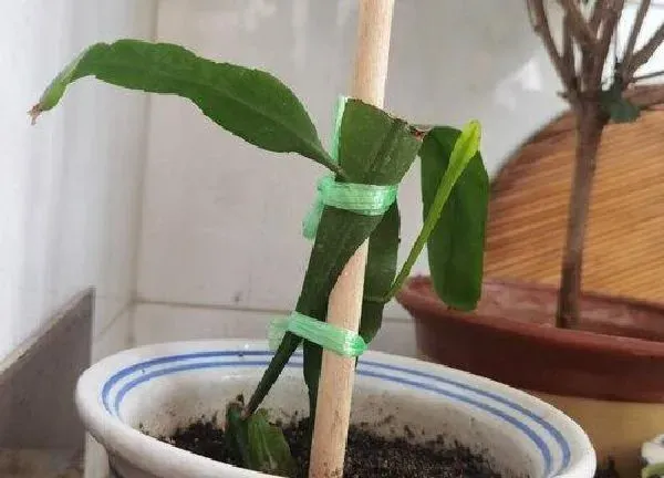 植物换土|昙花换土时间和方法