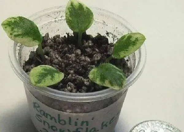 植物生根|紫罗兰扦插多久生根 怎么扦插容易生根成活