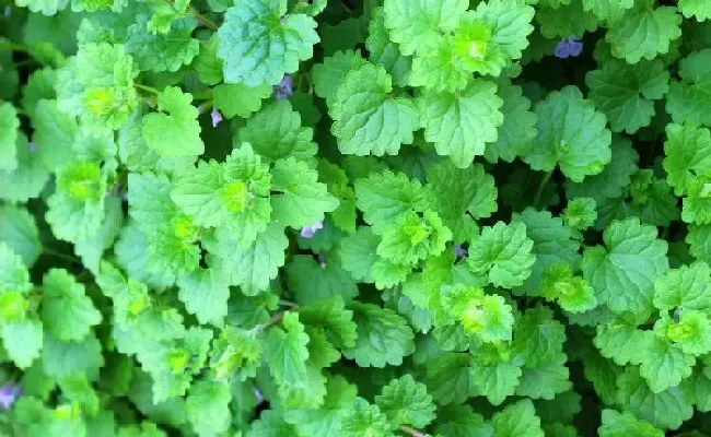 植物百科|连钱草和金钱草的区别