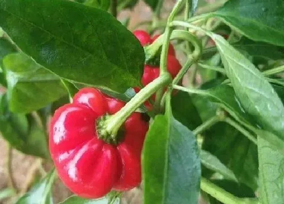 植物施肥|辣椒前期用什么肥料最好