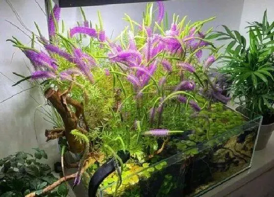 植物排行|沉水植物有哪些品种