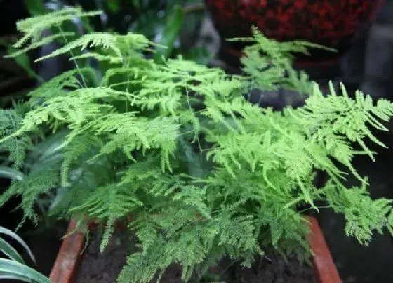 冬天植物|文竹耐冻吗 文竹冬天最低温度是多少能过冬