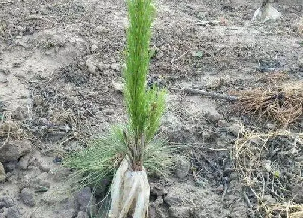 植物扦插|松树插枝能活吗