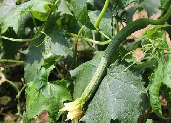 植物修剪|丝瓜徒长了怎么办