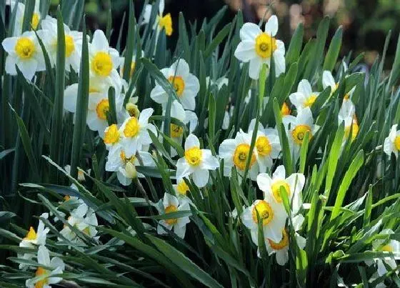 绿植|水仙花开在什么季节