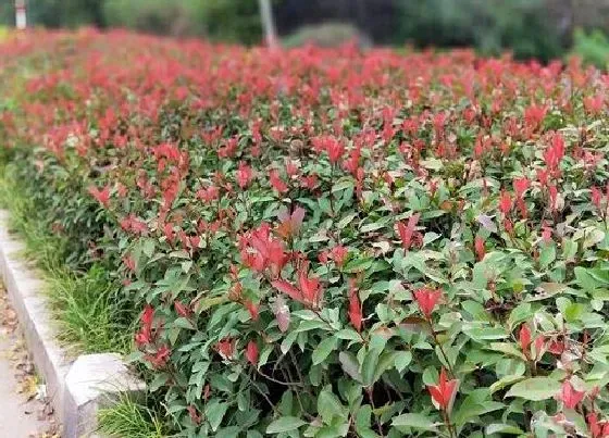 植物百科|红叶石楠树开花吗 开花什么样子