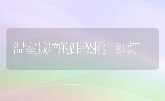 温室栽培的甜樱桃－红灯 | 瓜果种植