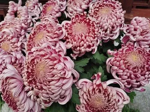 植物排行|菊花哪个品种好 好看易养活品种