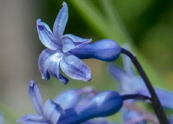 开花时间|风信子多久能开花