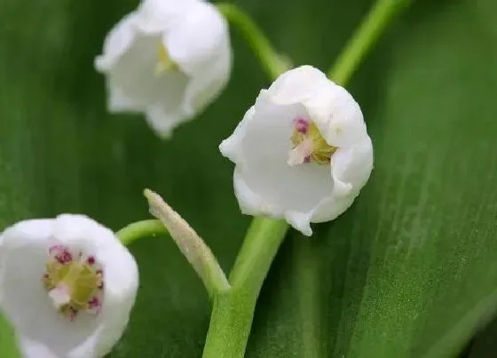 种植管理|铃兰花的种植方法和注意事项