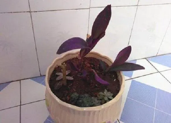 植物生根|紫罗兰扦插多久生根 怎么扦插容易生根成活