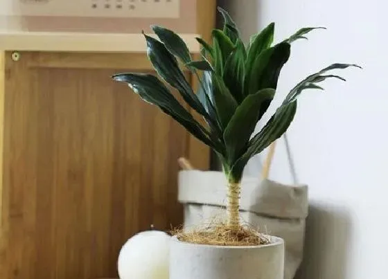 植物种类|朱蕉是草本还是木本