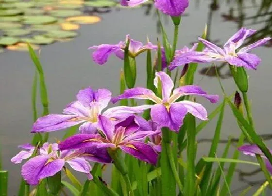 鲜花|鸢尾怎么醒花 鸢尾鲜花醒花方法