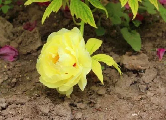 花之最|牡丹花十大名贵品种 什么牡丹花品种最名贵漂亮