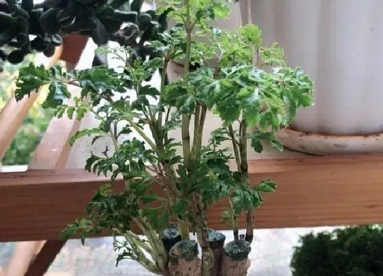 植物百科|福禄桐开花吗 开花什么样子