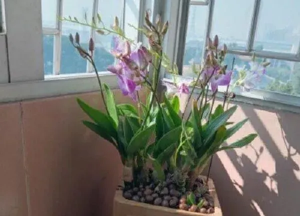 植物浇水|石斛兰浇水的正确方法