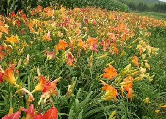 植物百科|萱草是什么草