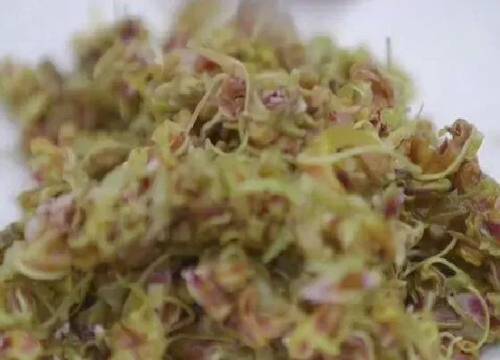 食用须知|铁皮石斛花能吃吗